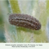 kretania eurypilus zamotajlovi larva 2